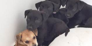 Nuestros amigos
